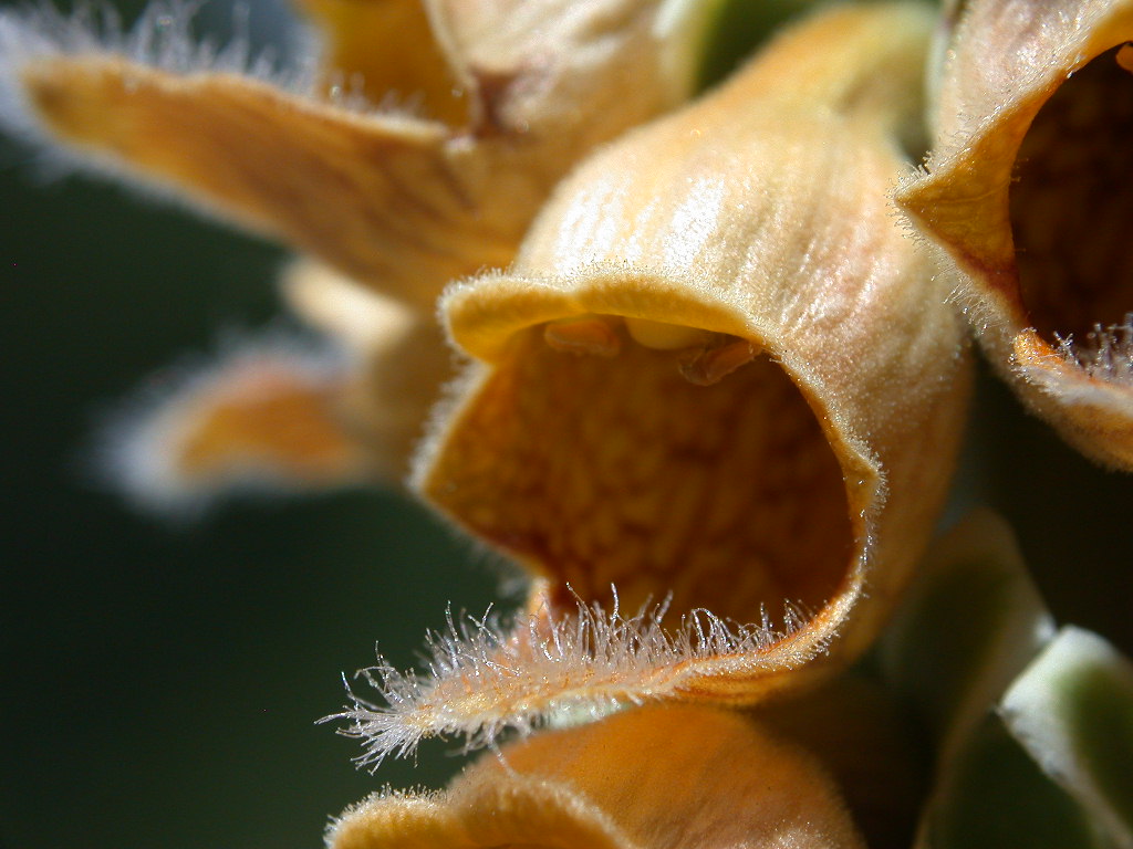 Digitalis ferruginea / Digitale bruna